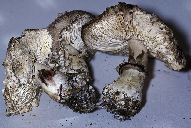 Chlorophyllum brunneum